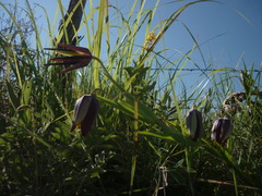 Calochortus hartwegii