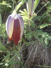 Calochortus hartwegii