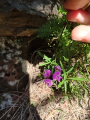 Glycine rubiginosa