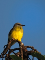 Tyrannus melancholicus