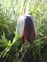 Calochortus hartwegii