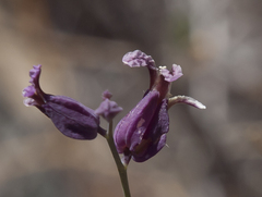 Streptanthus glandulosus pulchellus