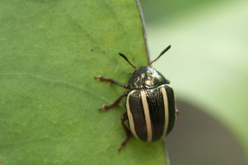 Leptinotarsa tlascalana