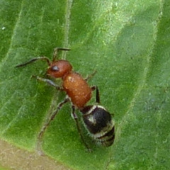 Timulla vagans
