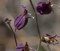 Streptanthus glandulosus pulchellus