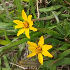 Perymenium buphthalmoides