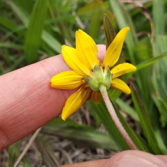 Perymenium buphthalmoides