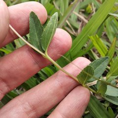 Perymenium buphthalmoides