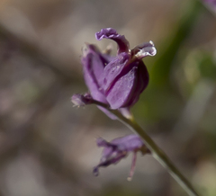 Streptanthus glandulosus pulchellus