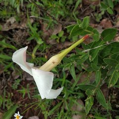 Mandevilla oaxacensis