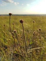 Globularia bisnagarica