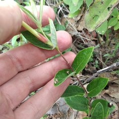 Mandevilla oaxacensis