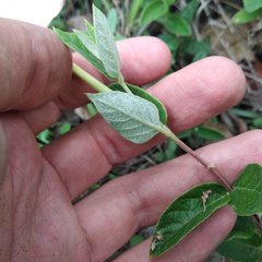 Mandevilla oaxacensis