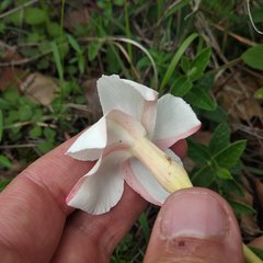 Mandevilla oaxacensis