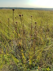 Globularia bisnagarica