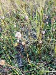 Globularia bisnagarica