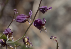 Streptanthus glandulosus pulchellus