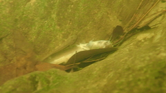 Pterocryptis anomala