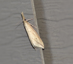 Donacaula melinellus