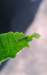 Chironomidae