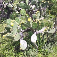 Opuntia velutina