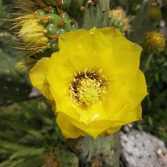 Opuntia velutina