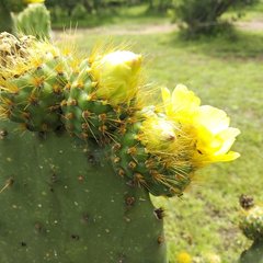 Opuntia velutina