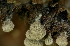 Tubifera corymbosa
