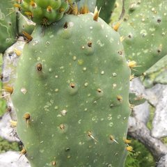 Opuntia velutina