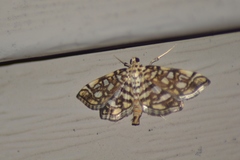 Lygropia rivulalis