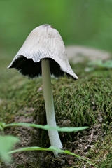 Coprinopsis insignis