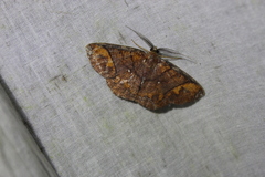 Thysanopyga amarantha