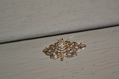 Lygropia rivulalis