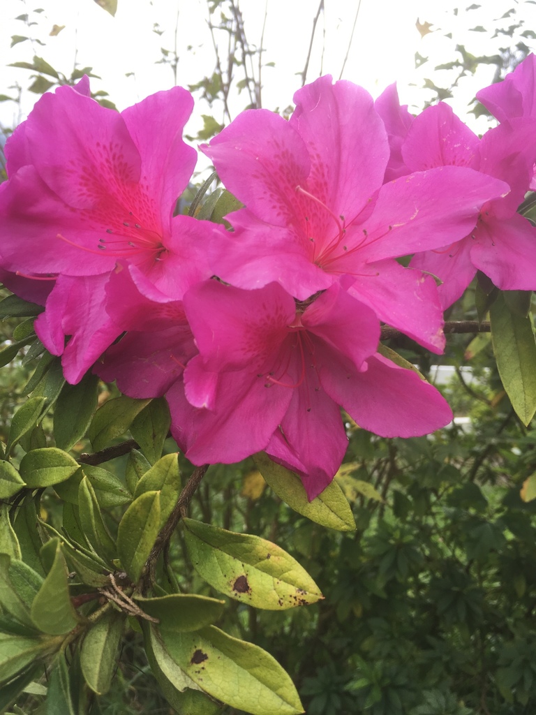 Red Azalea from Jalan Sultan Abu Bakar, Tanah Rata, Pahang, MY on ...