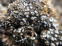 Psoraceae