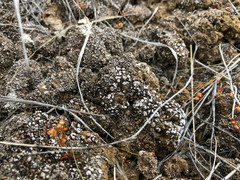 Psoraceae