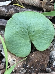 Cyrtostylis reniformis