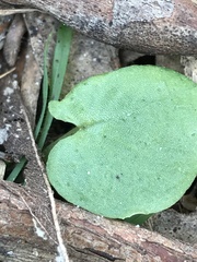 Cyrtostylis reniformis