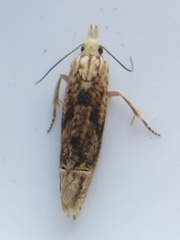 Eucosma ochrocephala