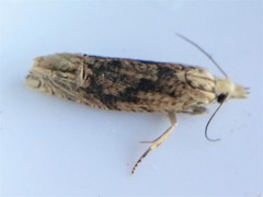 Eucosma ochrocephala