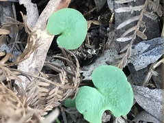 Cyrtostylis reniformis