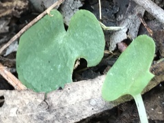 Cyrtostylis reniformis