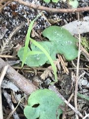 Cyrtostylis reniformis