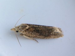 Eucosma ochrocephala