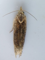 Eucosma ochrocephala