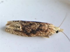 Eucosma ochrocephala