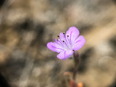 Phacelia linearis