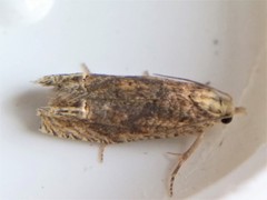 Eucosma ochrocephala