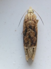 Eucosma ochrocephala