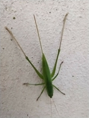 Neoconocephalus brevis